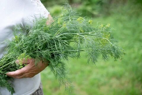تصویر 4 از تولید و فروش عمده شوید خشک صادراتی